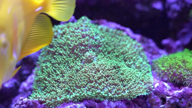 Furry Mushroom Rock Fiji Green (Rhodactis spp) in reef aquarium