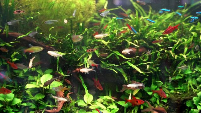 Schooling of Tetra fish in planted aquarium