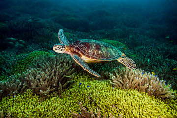 Green sea turtle (Chelonia mydas) in a coral garden at Santa Sofia I dive site in Sogod Bay, Southern Leyte, Philippines.  Underwater photography and travel. - Powered by Adobe