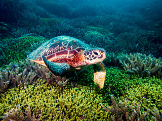 Green sea turtle (Chelonia mydas) in a coral garden at Santa Sofia I dive site in Sogod Bay, Southern Leyte, Philippines.  Underwater photography and travel.