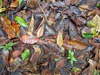 Forest floor
