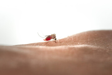 Closeup mosquitoes sucking human blood