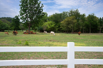 Herds grazing on green field behind white fence.