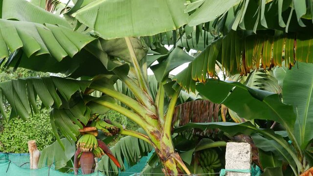 Macro shot of banana tree leaves, Green leaves of banana tree