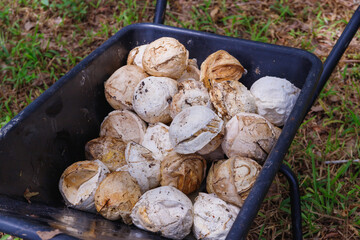 latex from rubber trees