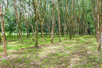 rubber plantation