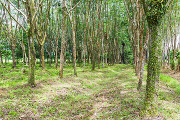 rubber plantation