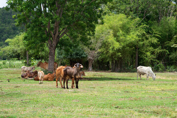 Herds living free on green meadow with forest behind.