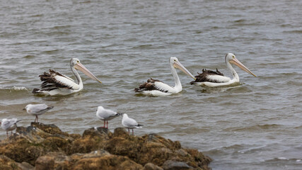 A large predominantly white bird with black wings and a pink bill known as the Australian Pelican (Pelecanus conspicillatus)