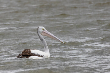 A large predominantly white bird with black wings and a pink bill known as the Australian Pelican (Pelecanus conspicillatus)