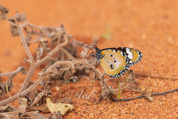 A medium sized pale tawny-orange coloured butterfly commonly known as the Lesser Wanderer Butterfly (Danaus petilia)