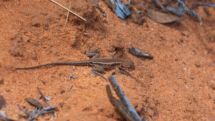 A small brown lizard of the Australian arid regions known as a Mallee Military Dragon (Ctenophorus fordi)