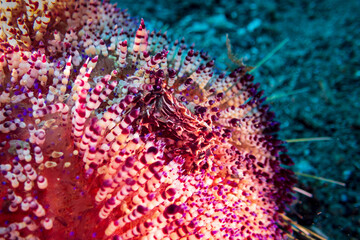 Fototapeta premium Zebra Urchin Crab (Zebrida adamsii) at Little Lembeh II dive site in Sogod Bay, Southern Leyte, Philippines. Underwater photography and travel.