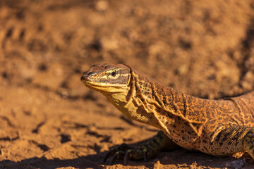 A large greenish-gray Australian lizard with uniform ringed small yellow spots all over its body...