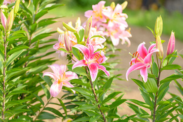 スターゲイザーの花・ユリ(ユリ科)(ユリ属) Stargazer flower, lily (Liliaceae)...