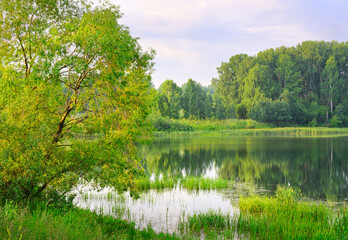 Fototapeta na wymiar The shore of a forest lake