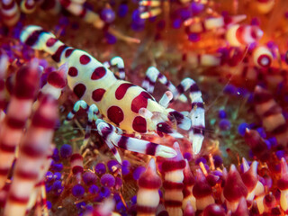 Coleman’s Urchin Shrimp (Periclimenes colemani) on fire (Asthenosoma) urchin at Little Lembeh II dive site in Sogod Bay, Southern Leyte, Philippines.  Underwater photography and travel.