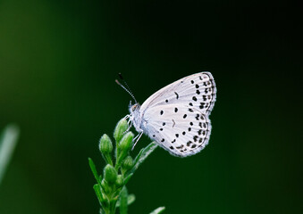 暗い日陰の前にあるオオアレチノギクのつぼみにとまるヤマトシジミ2