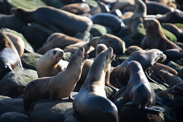 Sea Lions on the rocks in San Diego, California.