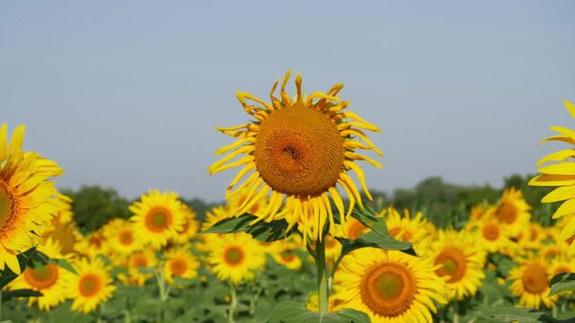 Shot of damaged sunflowers in the field