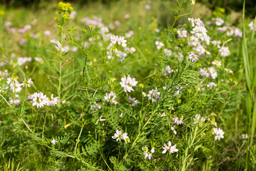 meadow flowers