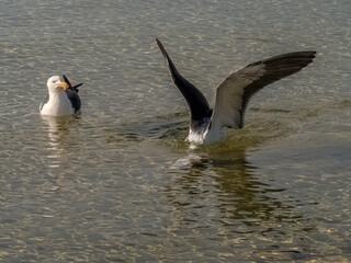 Gull Watching Gull Dive