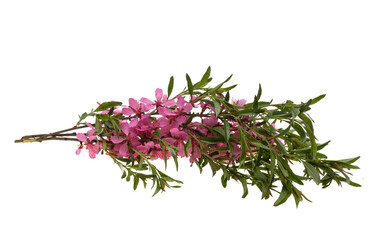 almond flowers isolated