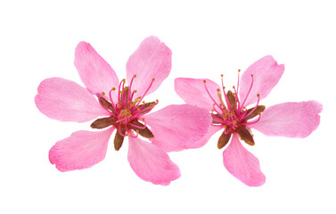 almond flowers isolated