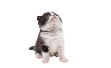 kitten isolated