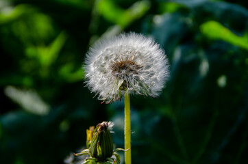 lonely fluffy dandelion