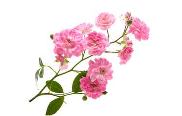 Fototapeta na wymiar small pink rose isolated
