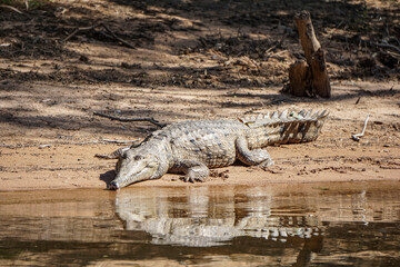 Fresh water crocodile sunning itself on the banks of the river.