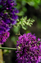 beautiful flowers in nature, greenery