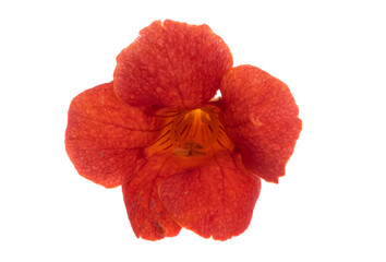 Campsis flower isolated