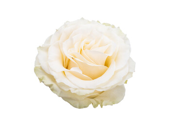 white rose isolated