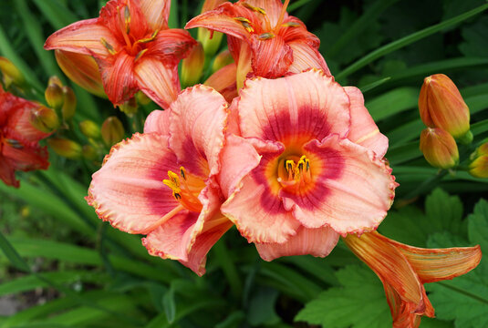 Brilliant red and coral colored hemerocallis, daylily, Rosy Returns variety