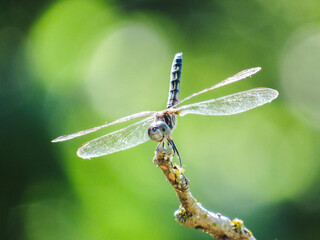 dragonfly on a branch