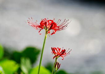 川辺に咲く彼岸花