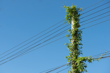 Electric post and  line on blue background.Electric post is covered by ivy.