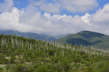 Reserva de la Biosfera Tehuacán - Cuicatlán