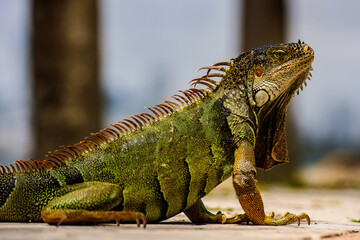 Green Iguana, also known as Common or American iguana, on nature background.