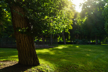 Madrid's Retiro Park at sunrise with trees, green grass and sun flares.