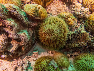 Disc coral, Plate coral, Mushroom Coral, Reef Building Corals (Fungia) Santa Sofia II dive site in Sogod Bay, Southern Leyte, Philippines.  Underwater photography and travel.