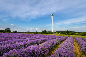 Lavender field with blooming purple bushes grown for cosmetic purposes at sunset near Burgas,...