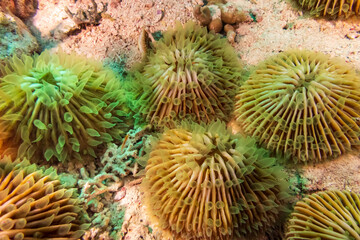 Disc coral, Plate coral, Mushroom Coral, Reef Building Corals (Fungia) Santa Sofia II dive site in...