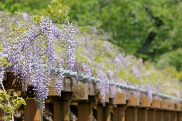 藤棚
