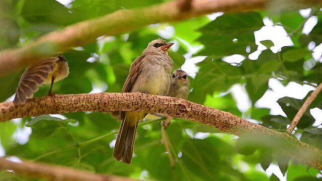 Yellow vented bulbul bird family relationship,hd video.Three lovely juvenile bulbul birds huddle together taking care each other on indian cork tree in the morning sunlight.