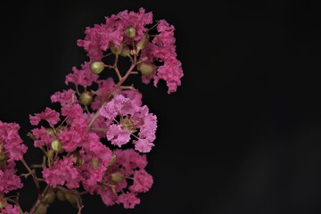 Lagerstroemia, commonly known as crape myrtle.