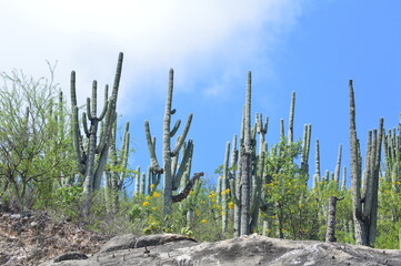 Tehuacan-Cuicatlan Biosphere Reserve in Mexico