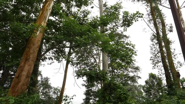 Inside View Of Dense Green Forest In Kerala